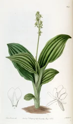 Liparis nervosa ssp. nervosa